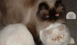 猫配种视频,一场温馨的配种视频大揭秘