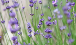 薰衣草视频,探寻紫色花海的浪漫与神秘